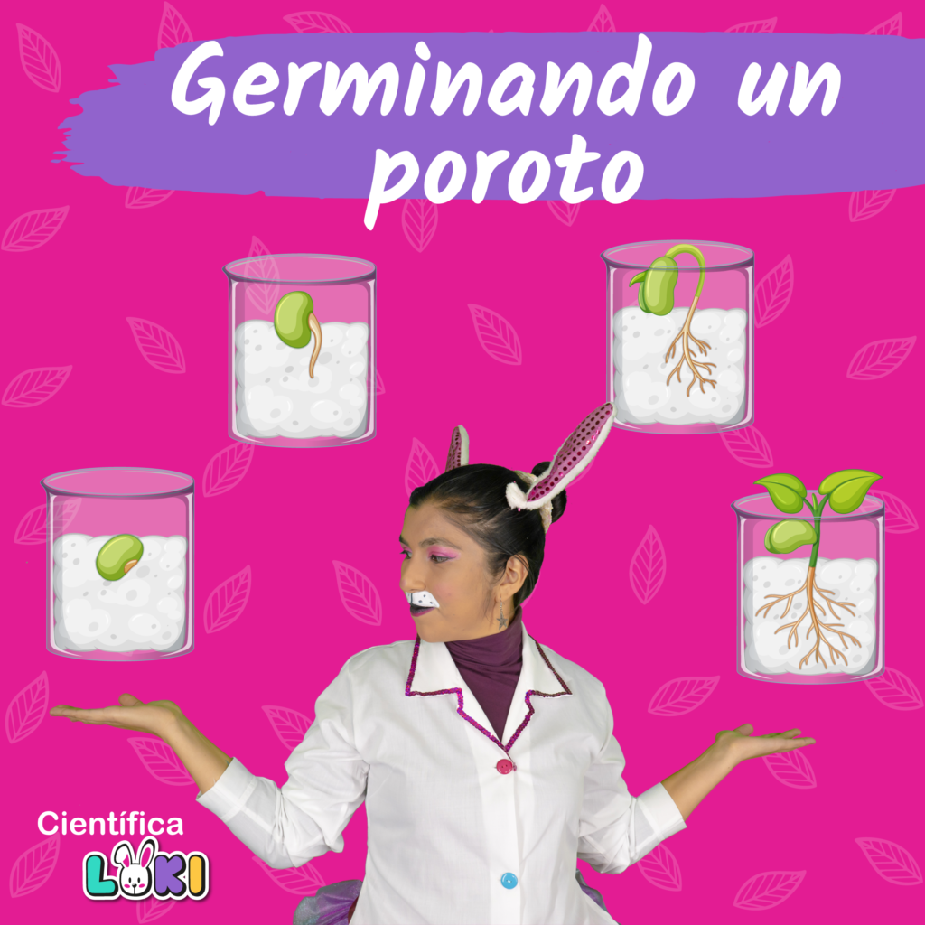 cinetifica con poroto en algodon
